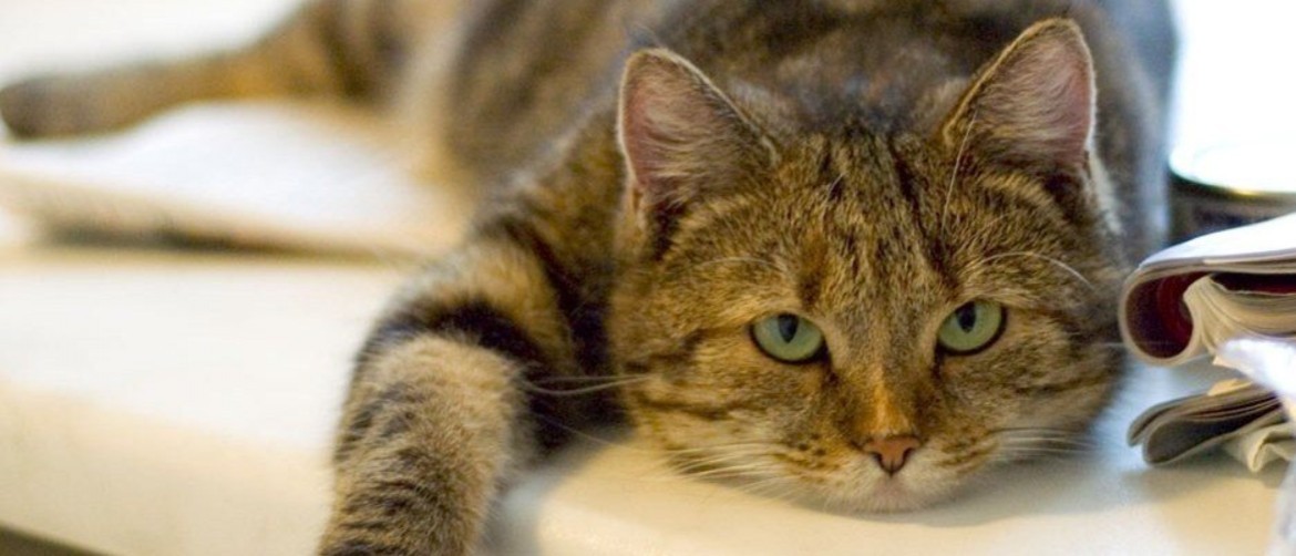 Как и чем кормить кошку или кота: 4 совета которые нельзя игнорировать