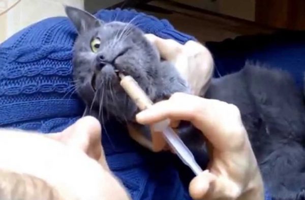 Кормление кошки шприцем