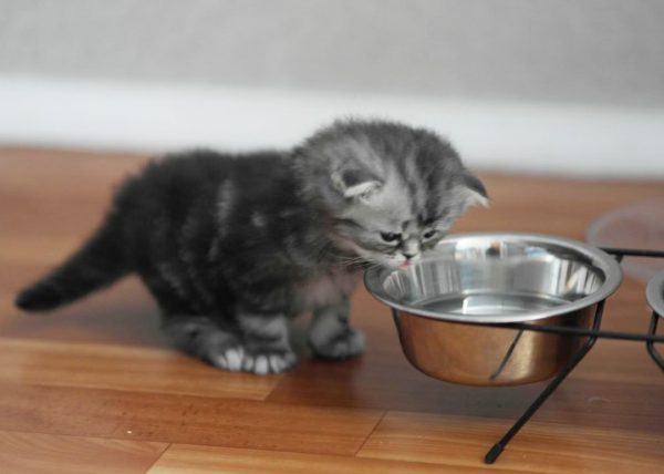 Чтобы вернуть интерес кошки к воде, вначале поменяйте миску