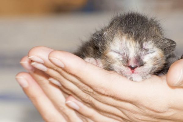 Визуально определить, сколько эмбрионов в животе у кошки, нельзя