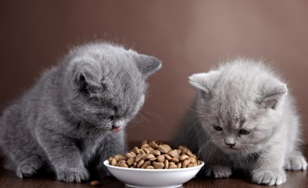В 1-2 месяца котятам необходимо 120 г еды