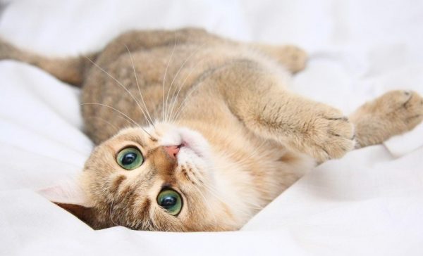 Если владельцы не хотят получать несколько раз в год котят, следует серьёзно подумать о стерилизации питомицы