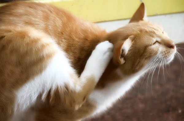 Когда кот чешет ухо и трясет головой, важно знать, что делать, чтобы помочь питомцу
