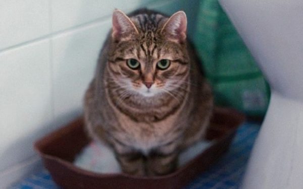 Когда кот ходит в туалет по-маленькому по чуть-чуть – это в большинстве случаев указывает на патологию