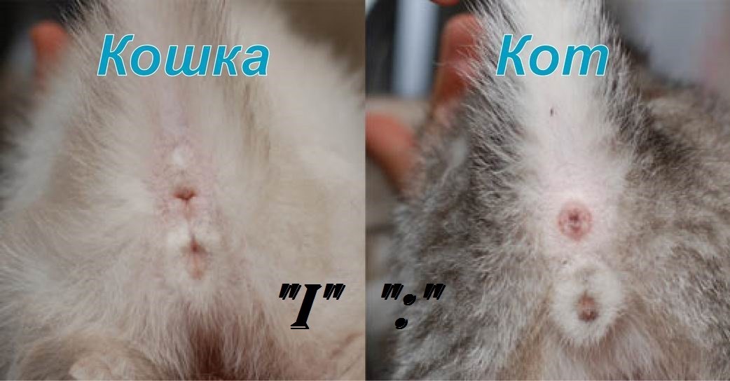 Как отличить котика от кошечки у маленьких котят фото пошагово
