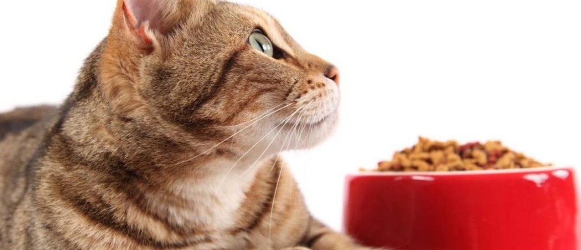 Корм для кошек чем кормить thumbnail