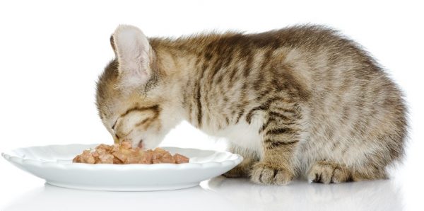 Растущий организм котенка нуждается в повышенном содержании витаминов и минералов, которые должны присутствовать в питании