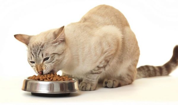 При выборе натуральной пищи хозяин кошки должен ориентироваться на потребности животного