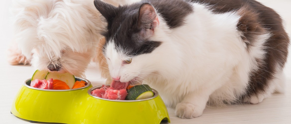Как правильно кормить кошку готовыми кормами thumbnail