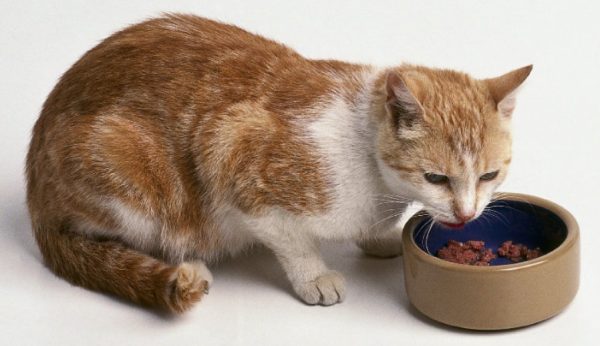 Чем можно кормить кастрированного кота