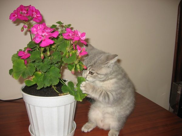 О ядовитых комнатных растениях для кошек: список