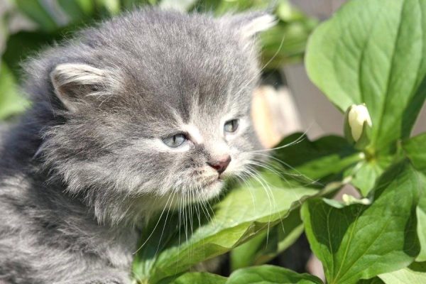 ядовитые растения для кошек