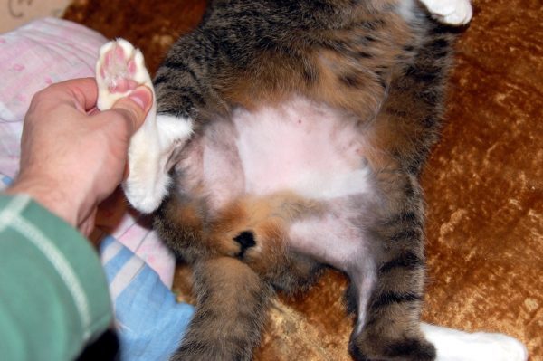 Физиопроцедуры для кошек с параличом ног