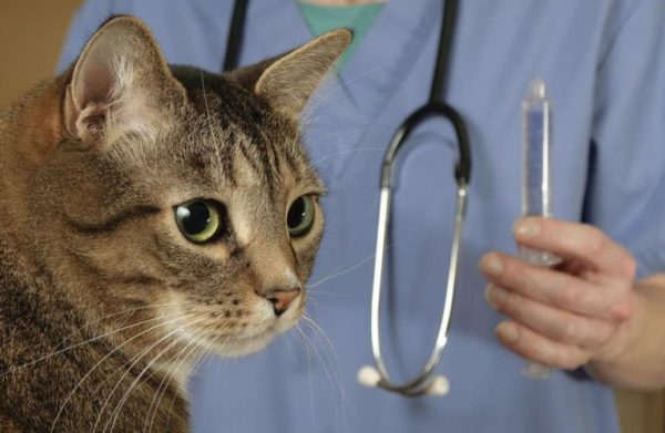 Симптомы заражения кошки вирусной лейкемией
