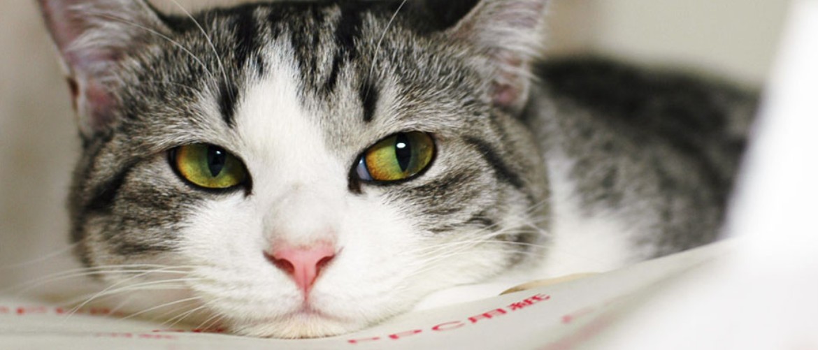 Может ли кот заразиться гепатитом с от человека да или нет thumbnail