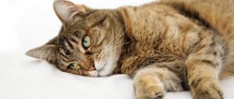 Кот или кошка чихает: почему, причины, что делать