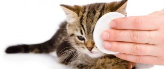 Кошка не ест и постоянно спит вялая Причины лечение профилактика