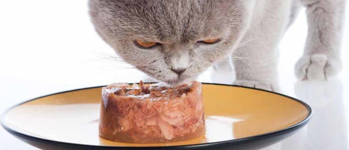 Если кормить кошку домашней и кормами thumbnail
