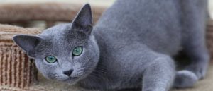 Как самому кастрировать кота. Смотреть фото Как самому кастрировать кота. Смотреть картинку Как самому кастрировать кота. Картинка про Как самому кастрировать кота. Фото Как самому кастрировать кота