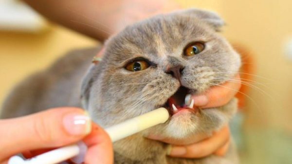 Зачем глистогонить кошку перед прививкой?