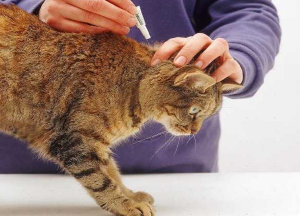 Глистогонные средства для кошек перед прививкой