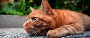 что делать если котенок простыл и чихает. Смотреть фото что делать если котенок простыл и чихает. Смотреть картинку что делать если котенок простыл и чихает. Картинка про что делать если котенок простыл и чихает. Фото что делать если котенок простыл и чихает