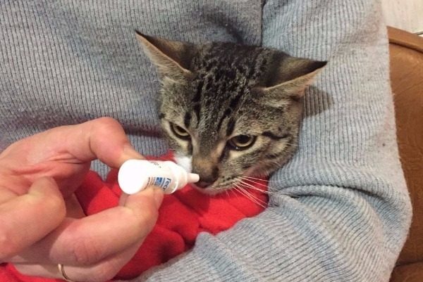 Терапия насморка у кота лекарственными препаратами