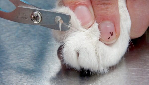 С какого возраста можно стричь когти котенку: зачем нужно, как часто, описание процедуры
