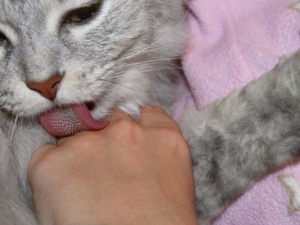 Причины, по которым кошка облизывает руки и лицо хозяина
