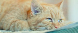 У кота слезится глаз и чихает чем лечить в домашних условиях