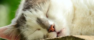 Конъюнктивит у кота лечение в домашних условиях