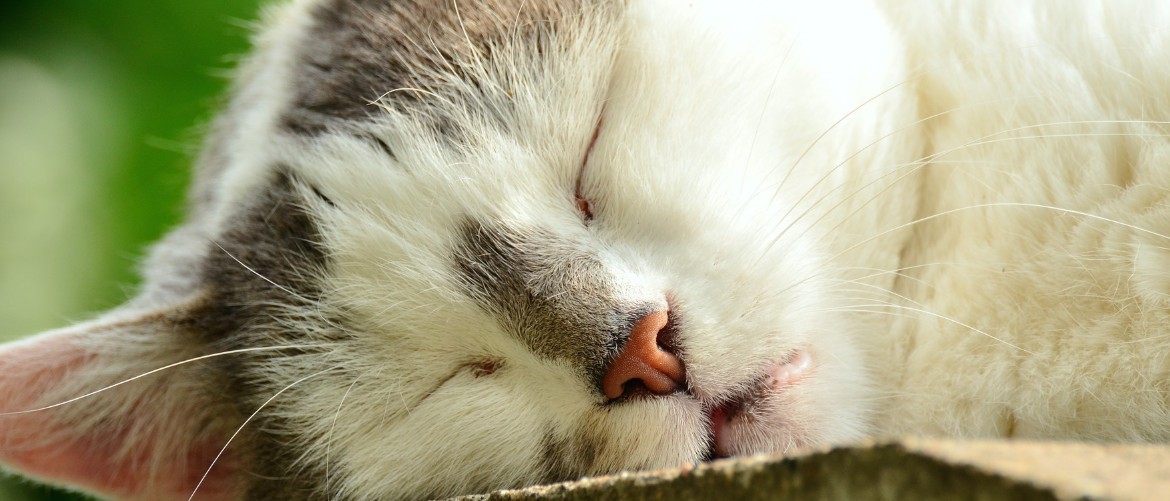 Энтерит у кошек лечение народными средствами thumbnail