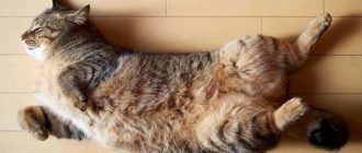 Как успокоить кошку во время течки в домашних условиях, как ей помочь, если просит кота