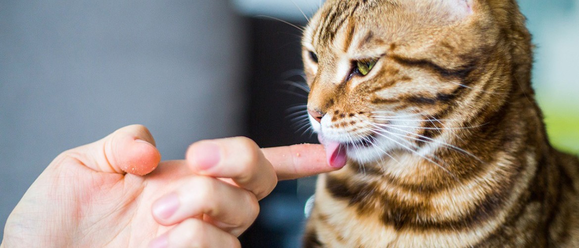 Почему кошка лижет руки хозяина: что означает, как избавиться от привычки