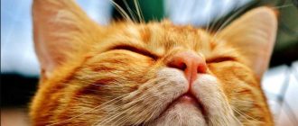 Кота заложен нос чихает. У кота не дышит нос и слезятся глаза, что делать? Что нужно делать
