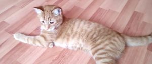 Может ли стерилизованная кошка просит кота и что с этим делать. Смотреть фото Может ли стерилизованная кошка просит кота и что с этим делать. Смотреть картинку Может ли стерилизованная кошка просит кота и что с этим делать. Картинка про Может ли стерилизованная кошка просит кота и что с этим делать. Фото Может ли стерилизованная кошка просит кота и что с этим делать