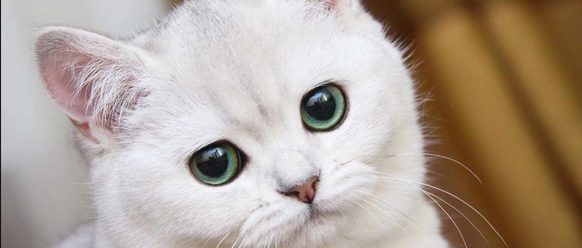 У котенка гноятся глаза как вылечить в домашних условиях thumbnail
