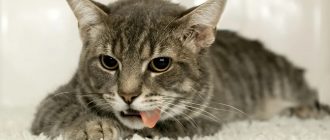 Как глистогонить котенка: препараты и периодичность