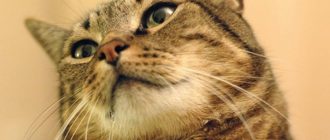 Кровавые выделения у кошки из петли — Беременность и роды