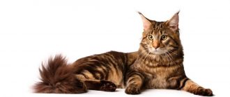 Хромота у кошки основные причины провоцирующие недуг