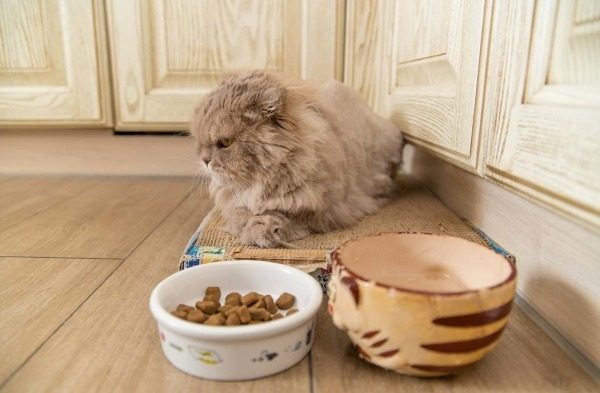 Кошка отказывается от еды