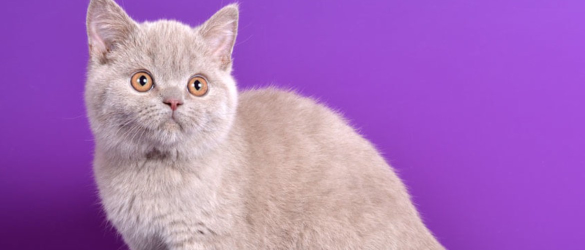 Лиловый британец: как ухаживать и содержать кота, характер и поведение, особенности