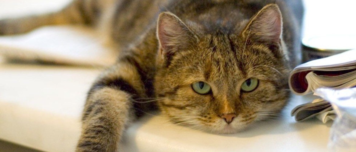 Болезни кошек симптомы отказ то пищи thumbnail