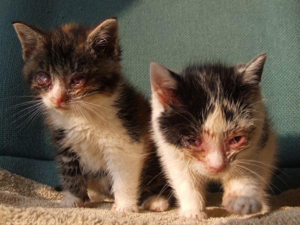 Симптомы герпеса у кошек и котов