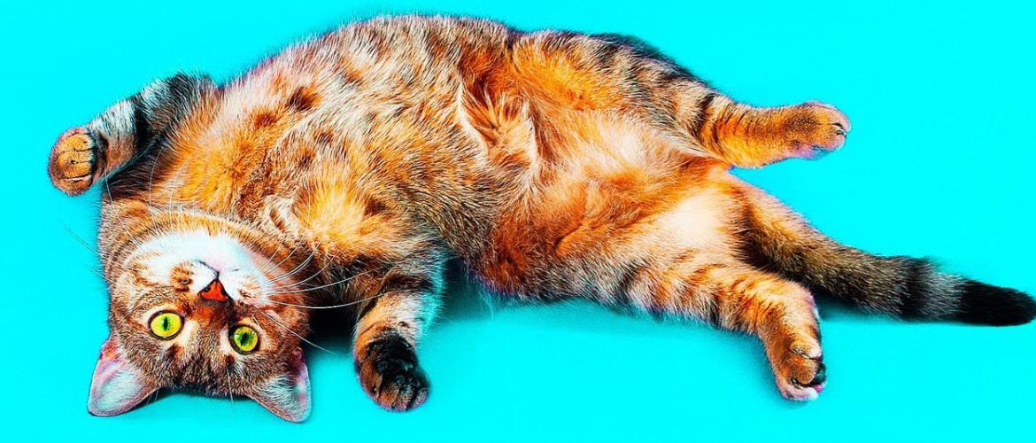 Мочекаменная болезнь у котов и кошек: симптомы и лечение в домашних условиях