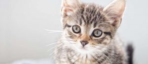 Наросты на подушечках лап у кошек — пододерматит у кота