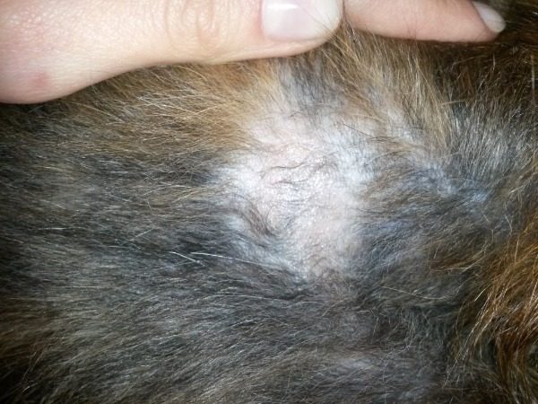Почему у кошки выпадает шерсть: 9 причин