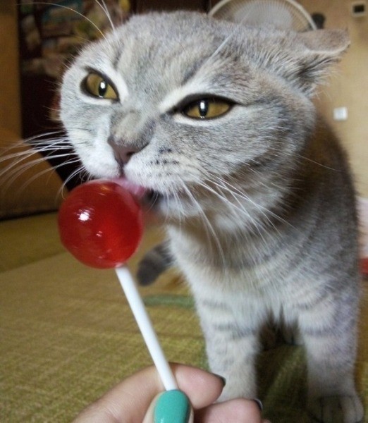 Можно ли кошке давать сладкое: опасности, влияние шоколада, отравление.