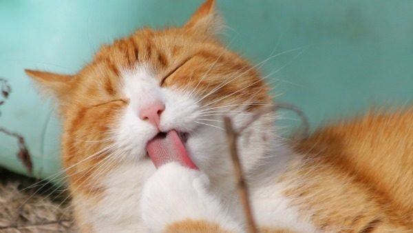 7 основных причин частого умывания кошки
