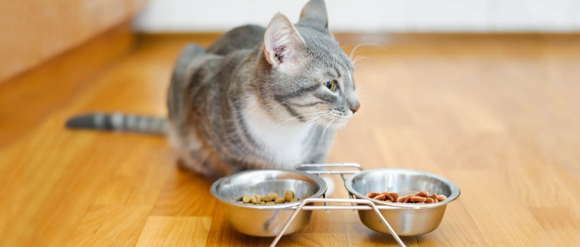 Как правильно размачивать сухой корм для кошек Можно ли размачивать сухой корм для кошек